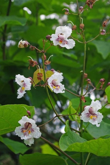 Balsam in Rolfes Land. I assume this plant in 1414214 is some kind of Balsam ( Balsaminaceae ) however what exact species I don't know I would think it is definitely not native.