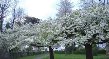 Cherry trees in full blossom. In Holly Lodge Road, Croesyceiliog.