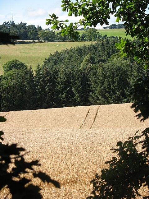 Round Knowe Barley field seen through a gap in the hedge in Lilliesleaf.