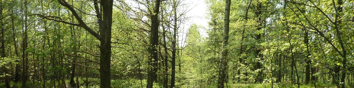 Photo "Binnewitz, Schmoritz" by Buedner (Creative Commons Attribution-Share Alike 3.0) / Cropped from original