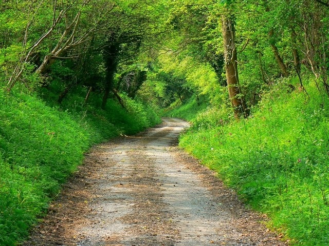 A view down the Bridleway, Compton Bassett This could be anywhere in Devon or Cornwall except it's grockle-free.