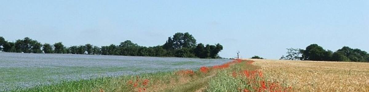 Photo "Gallow Hill. The red gold and blue of the poppies, barley and linseed make the walk up to the top of Gallow Hill especially attractive, even though the name may reveal a gruesome past." by Greg Chapman (Creative Commons Attribution-Share Alike 2.0) / Cropped from original