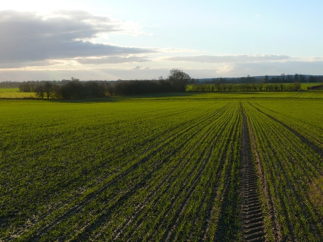 Young arable crop on Ancroft Fen Public Footpath across arable fields on Ancroft Fen. The footpath is the tractors tyre marks!