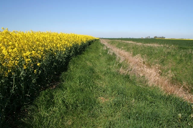 Billingborough Fen Somewhere in the distance there is a footpath crossing from east to west! On the horizon you can just make out Sandygate Fen Farm in TF1535.