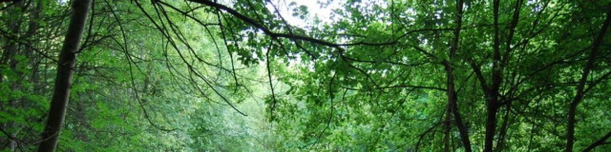 Photo "Pond, Hoad Common" by Nigel Chadwick (Creative Commons Attribution-Share Alike 2.0) / Cropped from original