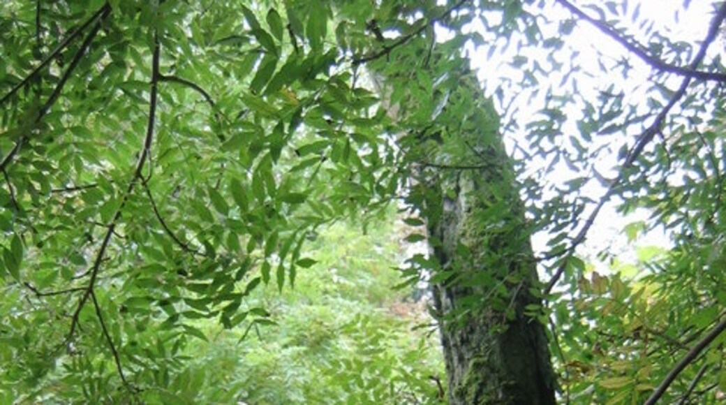 Photo "Welton le Wold" by Stephen Horncastle (CC BY-SA) / Cropped from original