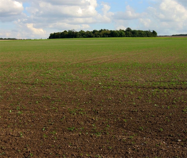 Round Plantation. Not easy to see, but the plantation is round in shape, hence the name