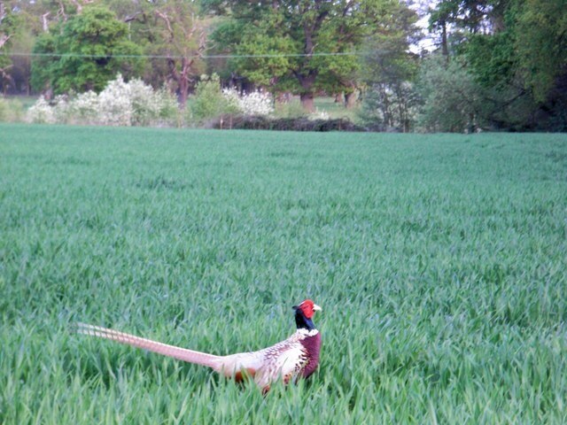 Foto „Little Packington CP“ von David Luther Thomas (CC BY-SA)/zugeschnittenes Original