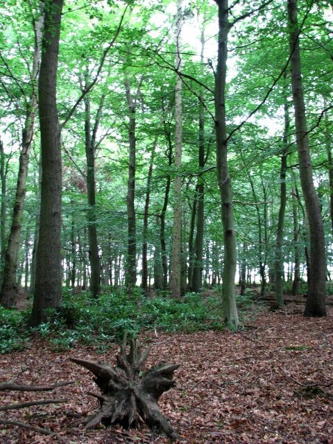 Photo "Westwick" by Evelyn Simak (CC BY-SA) / Cropped from original