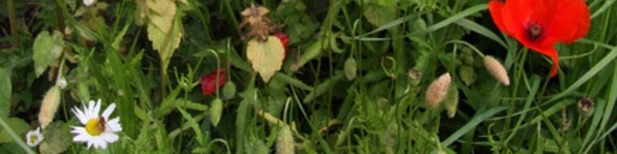 Photo "Poppyland North Norfolk is famous for its poppies which seem to flower all summer long. Here, on the roadside of The Street, the poppies (Papaver rhoeas) share the ground with Scentless Mayweed (Matricaria perforata)" by Martin Addison (Creative Commons Attribution-Share Alike 2.0) / Cropped from original