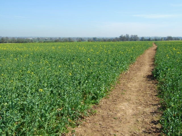 Field footpath The path across the rapeseed field