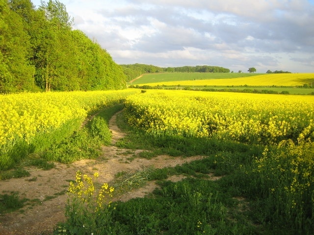 Benington. An oilseed rape field on the south side of the road to Benington from Aston. Despite its useful role as a break crop, oilseed rape cannot be grown too regularly in the same field because of the risk of the build up of serious diseases. It is always grown as part of a farm rotation and rarely returns to the same field more than one year in six.