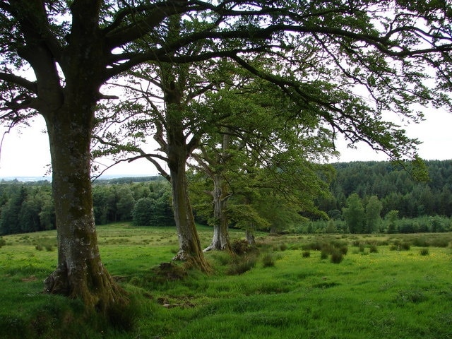 Archerbeck Wood Tree lined field drainage leads down to Archerbeck Wood west of Harelaw.