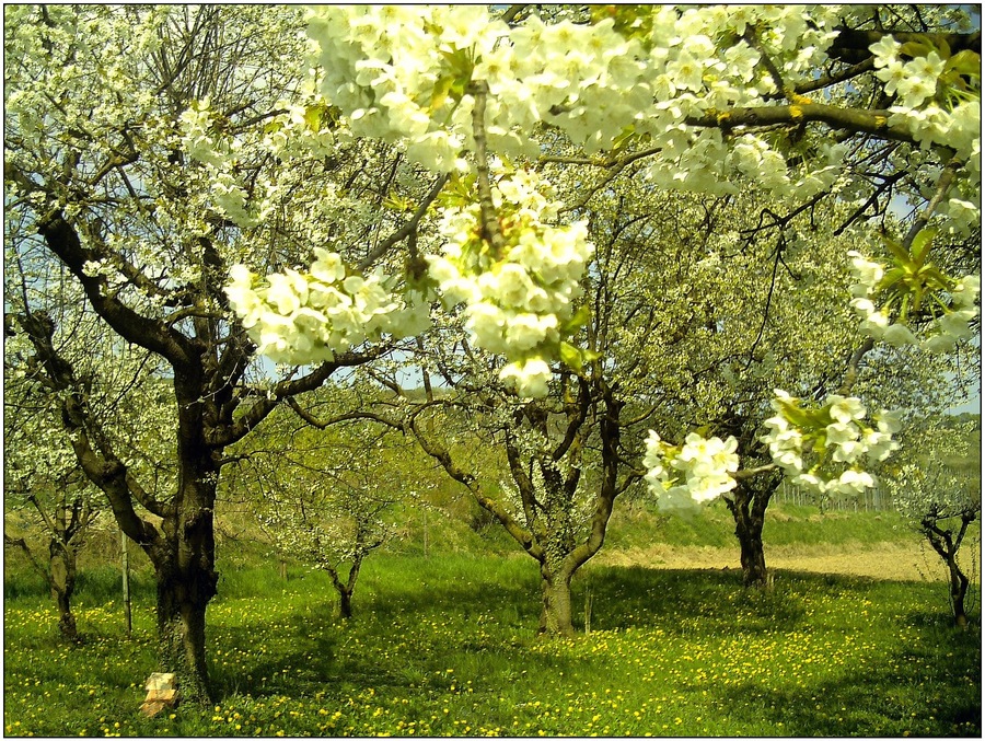 Kirschblüte neben L114 zwischen Wasenweiler und Bötzingen