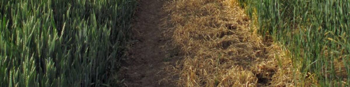 Photo "Bridleway leading up to a small copse The bridleway may look relatively smooth but it is actually very rough indeed!" by Duncan Lilly (Creative Commons Attribution-Share Alike 2.0) / Cropped from original