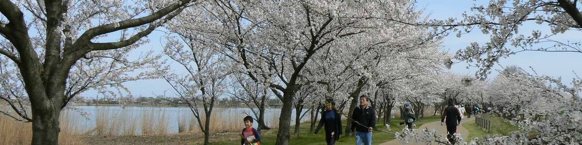 Photo "木場湖「千本桜」" by 田附宏秀 (Creative Commons Attribution 3.0) / Cropped from original