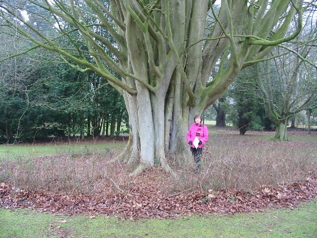 Tree in Tortworth Court grounds.