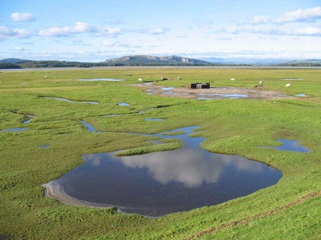 Sea-washed turf Sheep graze and sea-washed turf is stacked ready for collection. Whitbarrow in the distance.