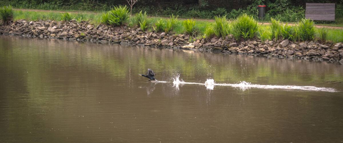 Saarufer an der Saarschleife