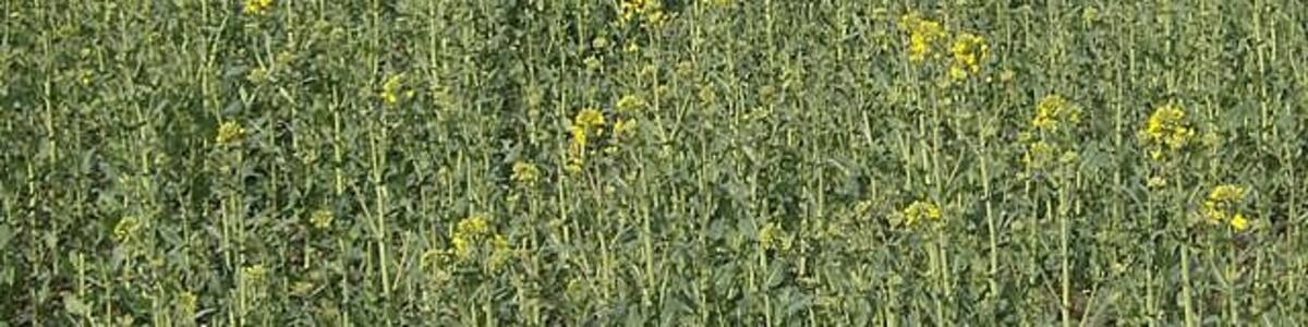 Photo "Rape at Shipmeadow The rape is just coming into flower, on a field just above the marshes." by Graham Horn (Creative Commons Attribution-Share Alike 2.0) / Cropped from original