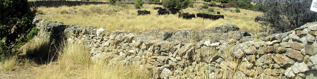Photo "2011-09-24 Reses Bravas" by Axel Schlaefer (Creative Commons Attribution-Share Alike 3.0) / Cropped from original