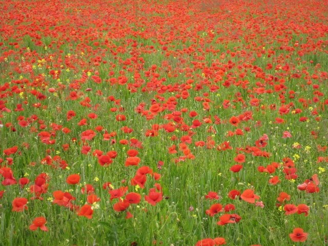 Foto "Netherton" de Philip Halling (CC BY-SA) / Recortada do original