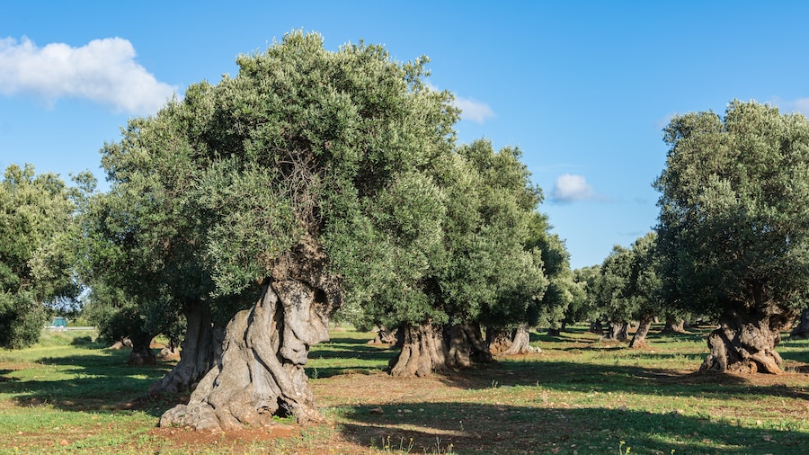 Photo "This centuries-old olive grove is located in the comunity of Ostuni close to the street SS 379. The olive trees of Apulia are endangered by Xylella fastidiosa is an aerobic, Gram-negative bacteria of the monophyletic genus Xylella." by Isiwal (Creative Commons Attribution-Share Alike 4.0) / Cropped from original