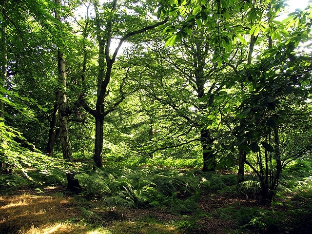 Oareborough Hill. This hill has a lovely woodland area on the slopes and on top of the hill. This section is to the west of Old Street track.