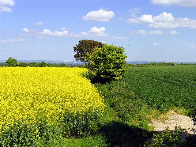 Rapeseed and Wheat Farmland near Rowstock and Harwell. This farmland is to the south east of Padua and the picture was taken looking towards the south end of Harwell.