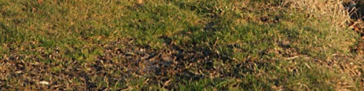 Photo "Track to Seymour Hall Farm This farm track leads off a footpath between Lawshall Green and Stanningfield." by Bob Jones (Creative Commons Attribution-Share Alike 2.0) / Cropped from original