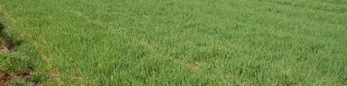 Photo "Coddington Plantation from Grove Farm." by gary radford (Creative Commons Attribution-Share Alike 2.0) / Cropped from original