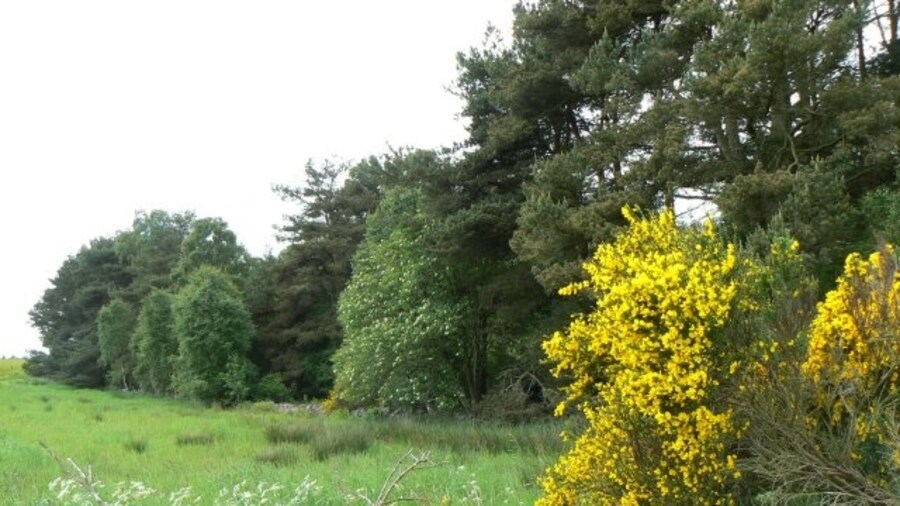 Photo "Gorse by the wood North of the side road leading from Kintore to Clovenstone." by James Allan (Creative Commons Attribution-Share Alike 2.0) / Cropped from original