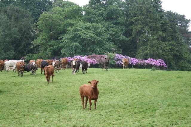 "Westwick"-foto av David Rogers (CC BY-SA) / Urklipp från original