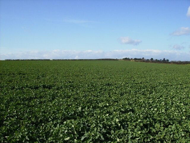 Photo "Little Ouseburn" by Phil Catterall (CC BY-SA) / Cropped from original