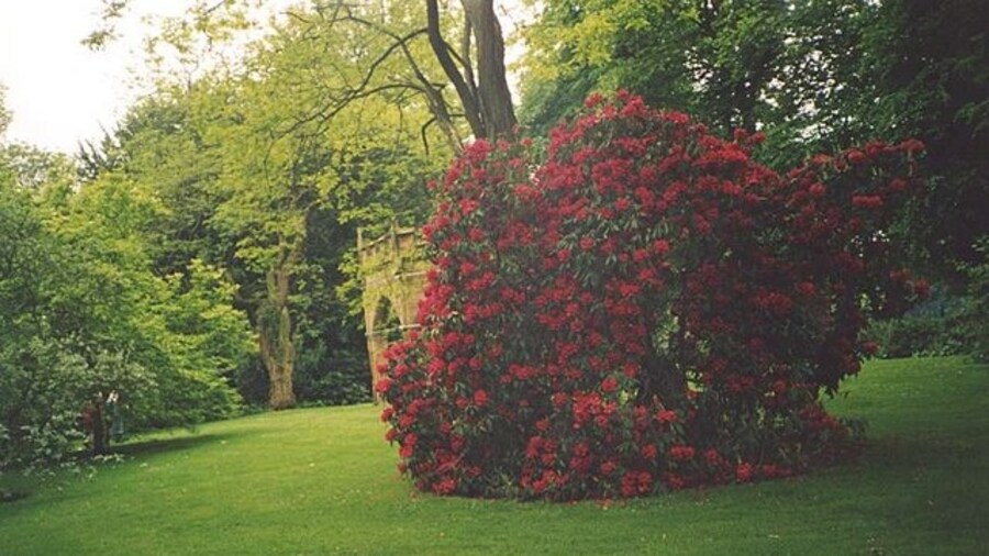 Photo "Rhododendrons in Renishaw Hall Gardens." by Ken Crosby (Creative Commons Attribution-Share Alike 2.0) / Cropped from original