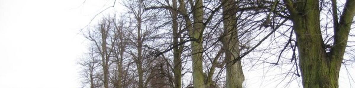 Photo "The Common Trees along the southern edge." by Sebastian Ballard (Creative Commons Attribution-Share Alike 2.0) / Cropped from original
