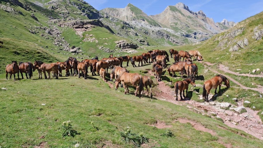 Photo "Herd of horses on summer mountain pasture in the Pyrenees, near the lake of Estaens (Ibón de Estanés)." by Myrabella (Creative Commons Attribution-Share Alike 3.0) / Cropped from original