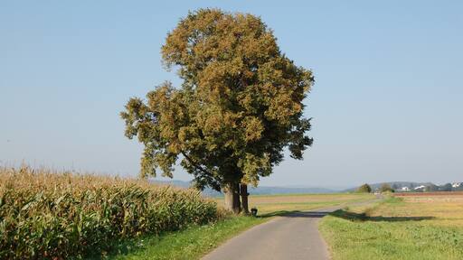 Foto „Stausebach“ von Michael Kranewitter (CC BY-SA)/zugeschnittenes Original