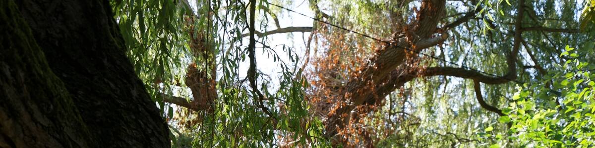 Photo "A footpath running at the side of Wicken Water, an embanked stream on Hampit Road, at Arkesden, Essex, England. Software: RAW file lens-corrected, optimized and converted to JPEG with DxO OpticsPro 10 Elite, and likely further optimized and/or cropped and/or spun with Adobe Photoshop CS2." by Acabashi (Creative Commons Attribution-Share Alike 4.0) / Cropped from original