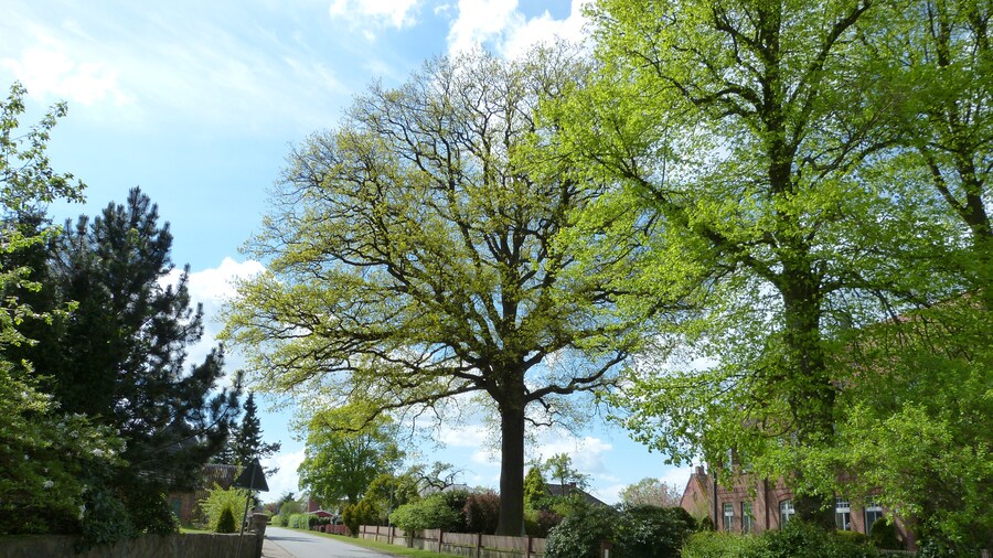 Photo "Das Bild zeigt ein Naturdenkmal im Kreis Segeberg. Der Baum, eine Eiche (Quercus robur), steht in Groß Niendorf." by Tmhpr (Creative Commons Attribution-Share Alike 4.0) / Cropped from original