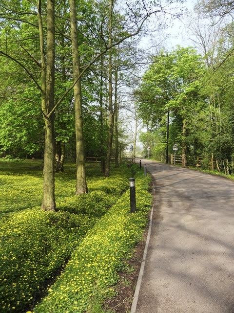 Spring scene, Whitewebbs, Enfield Looking north up the lane that leads from Whitewebbs Lane to Whitewebbs House. Lovely display of celandines at the side of the road by the ditch.