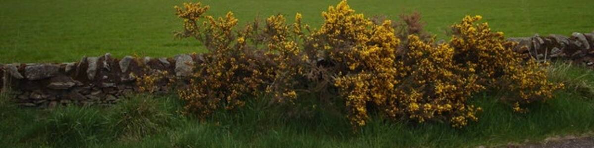 Photo "Fields near Memus, Angus, Scotland. West and East Memus." by Sylvia Barrow (Creative Commons Attribution-Share Alike 2.0) / Cropped from original