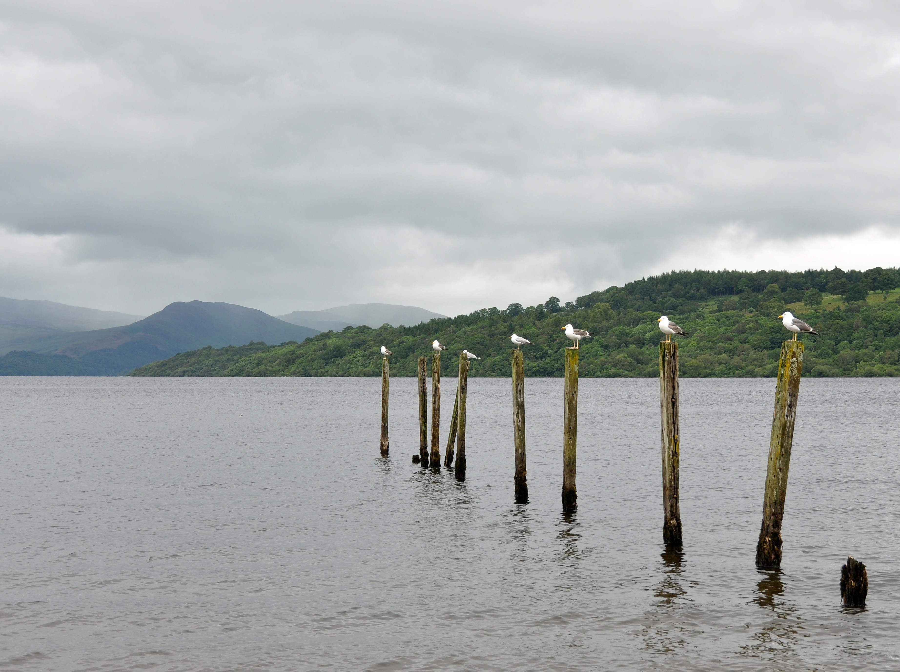 Posts (with herring gulls) at Duck Bay, on the southern edge of Loch Lomond, Scotland