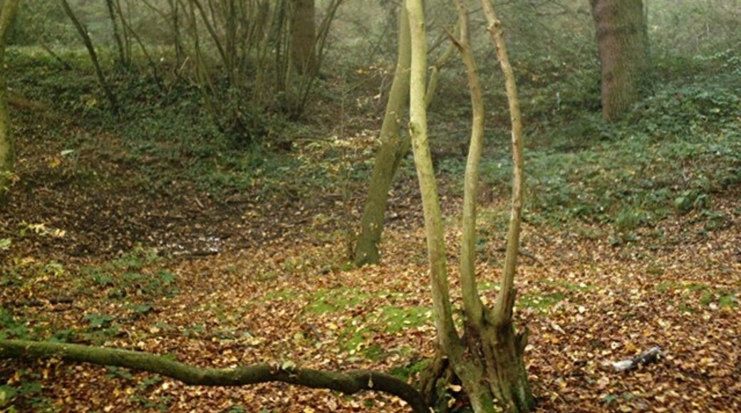 "Ashingdon"-foto av John Myers (CC BY-SA) / Urklipp från original