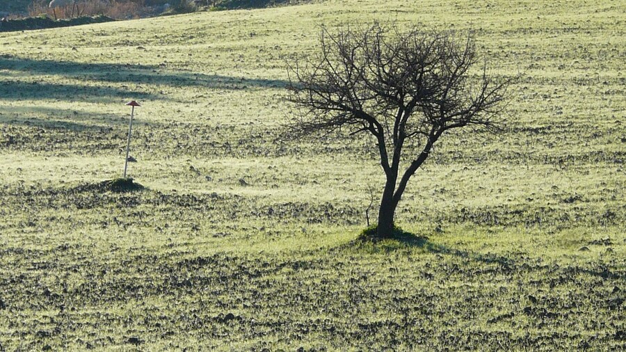 Photo "L'albero ed il paletto chi fiorirà in primavera?" by giomodica (Creative Commons Attribution 3.0) / Cropped from original