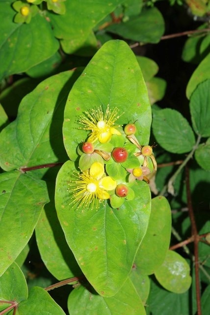 Foto “Ramsey y Parkeston” tomada por Glyn Baker (CC BY-SA); recorte de la original