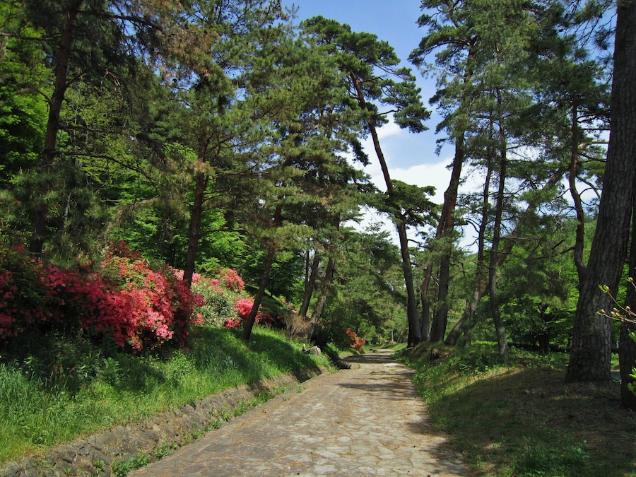 Nakasendō Kasatori Pass Avenue of pines (Ashida - Nagakubo).