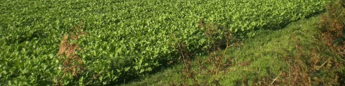 Photo "North west across beet from northern end of Old Belt" by Nigel Jones (Creative Commons Attribution-Share Alike 2.0) / Cropped from original