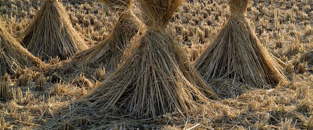 Straw of the rice. The straw of the rice plant which it is dry naturally in order to use as the product.