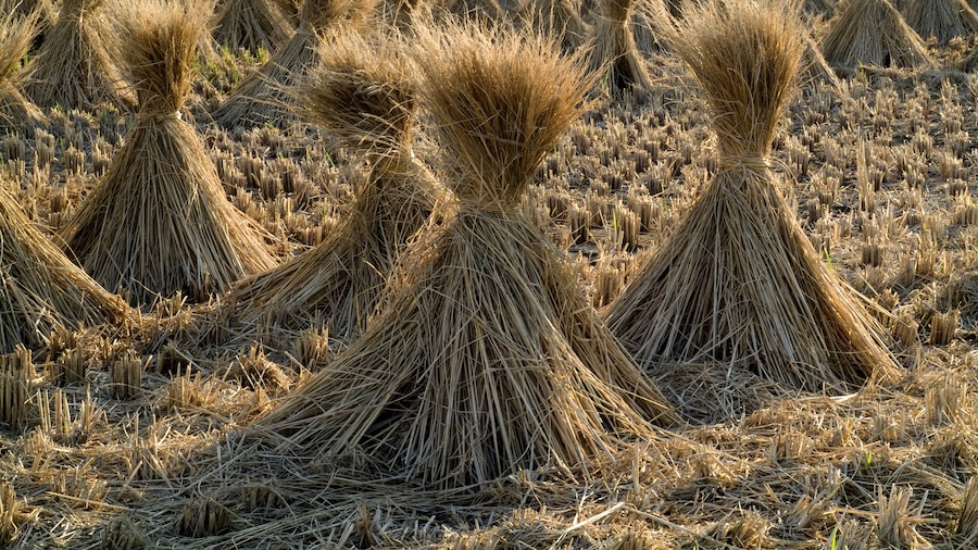 Photo "Straw of the rice. The straw of the rice plant which it is dry naturally in order to use as the product." by undefined () / Cropped from original